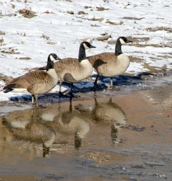 $3 geese at Buffolo.small.webp