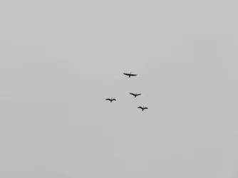 DSCN6389.webp