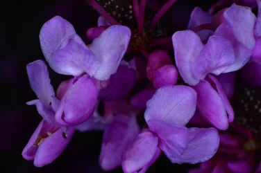 DSC_4468.webp DSC_4468.webp