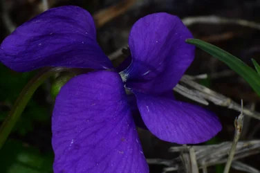 DSC_4470.webp DSC_4470.webp