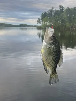 crappie.webp crappie.webp