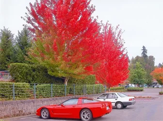 Red Corvette and autumn colors.webp Red Corvette and autumn colors.webp