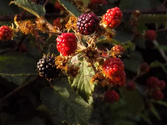 DSCN1001.webp