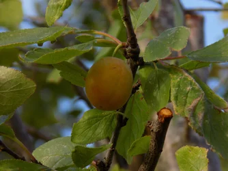DSCN1016.webp