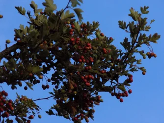 DSCN1037.webp