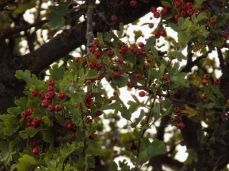 DSCN1040.webp