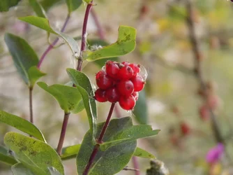 DSCN1061.webp