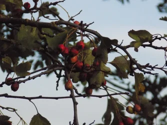 DSCN1107.webp