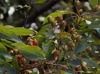 DSCN1140.webp