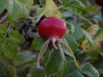 DSCN1175.webp