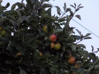 DSCN1199.webp