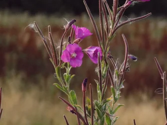 DSCN1055.webp