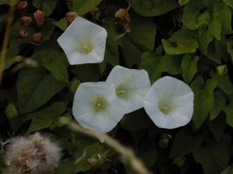 DSCN1084.webp