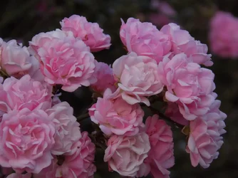 DSCN1146.webp
