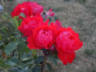 DSCN1178.webp