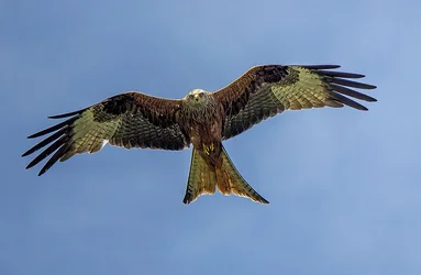 Red Kites