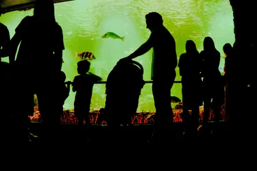 BCN acuario.webp