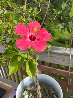 IMG_3541[1].webp