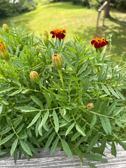 IMG_3542[1].webp