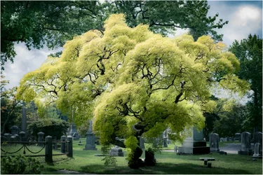 Living With Death...