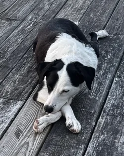 My New Grand-dog