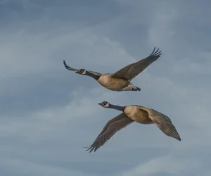 Geese in flight