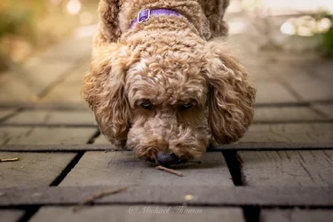 R6M21442.webp
