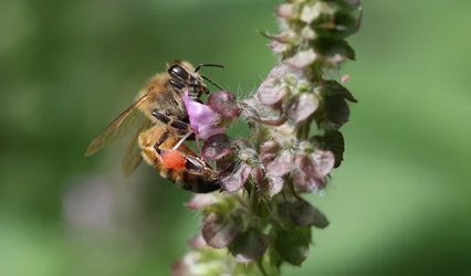 F75A9602.webp