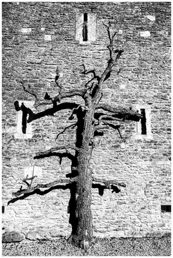 P1000230-DeadTree-GreatChalfieldManor-Atworth-Melksham-Wiltshire-BW.webp