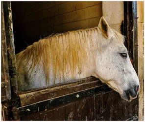 P1000233-Horse-GreatChalfieldManor-Atworth-Melksham-Wiltshire.webp