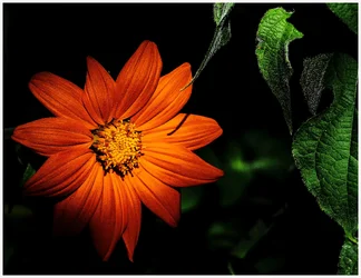 P1000237-Flower-GreatChalfieldManor-Atworth-Melksham-Wiltshire.webp