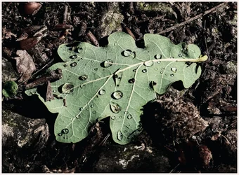 P1000241-LeafWaterDrops-GreatChalfieldManor-Atworth-Melksham-Wiltshire.webp