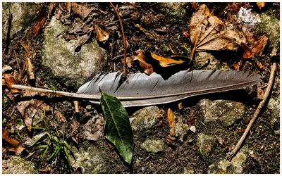 P1000245-Feather-GreatChalfieldManor-Atworth-Melksham-Wiltshire.webp