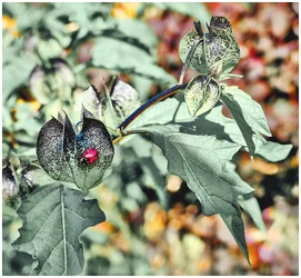 P1000269-Ladybird-GreatChalfieldManor-Atworth-Melksham-Wiltshire.webp