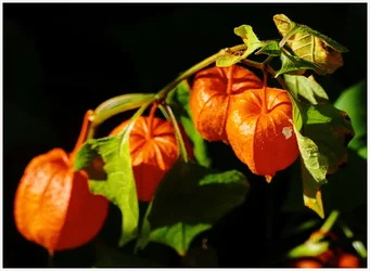 P1000273-Physalis-GreatChalfieldManor-Atworth-Melksham-Wiltshire.webp