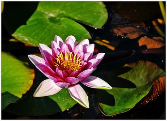 P1000277-WaterLily-GreatChalfieldManor-Atworth-Melksham-Wiltshire.webp