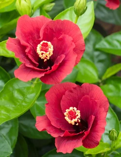 Hibiscus hanging on