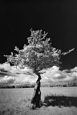 Tree in Phoenix Park