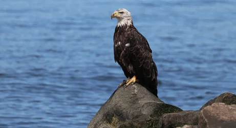 Eagle hanging out on a rock
