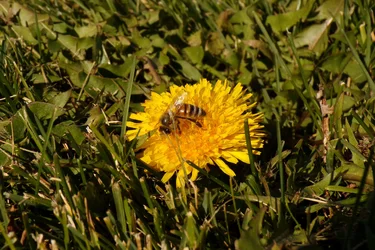 Bee (1).webp Bee (1).webp