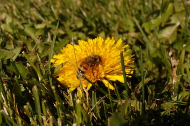 Bee (2).webp Bee (2).webp