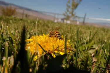 Bee (3).webp Bee (3).webp