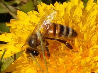 Bee (cropped) (1).webp Bee (cropped) (1).webp