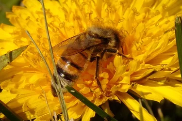 Bee (cropped) (2).webp Bee (cropped) (2).webp