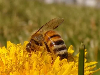 Bee (cropped) (3).webp Bee (cropped) (3).webp