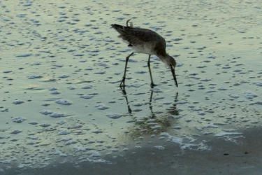 willet.webp