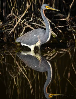 Tricolored Reflecting... 🤔