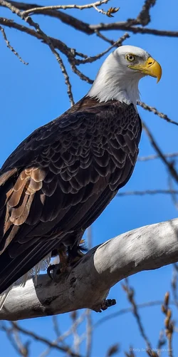 Handsome Bald Eagle 😍