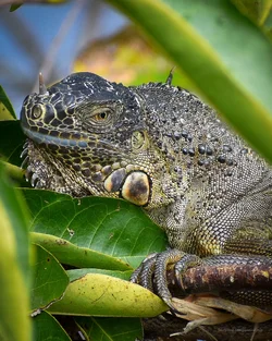 Iguana Headshots....
