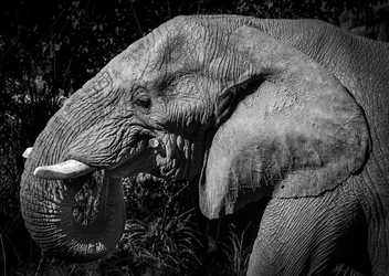 Elephants